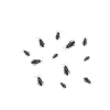 harrisonburg-german-roach-pros.pages.dev favicon